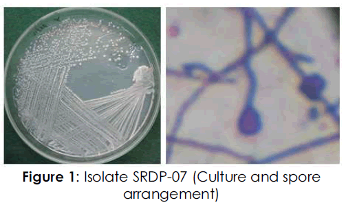 International-Journal-spore-arrangement