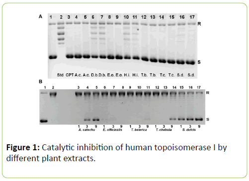 Molecular-Enzymology-Catalytic-inhibition