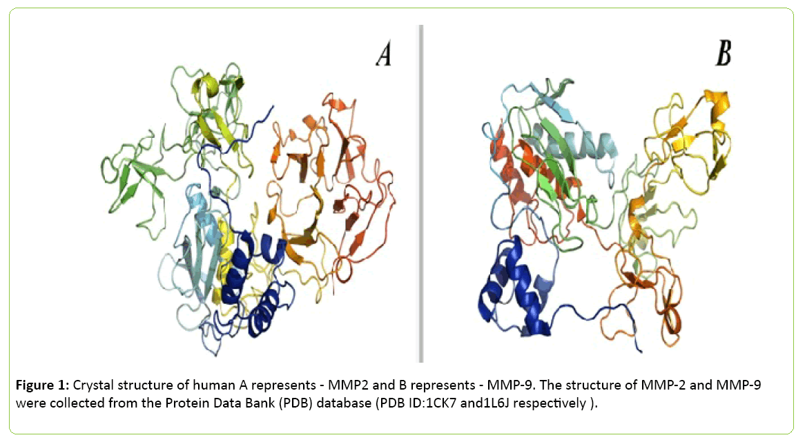 Molecular-Enzymology-Crystal-structure-human-represents-MMP2