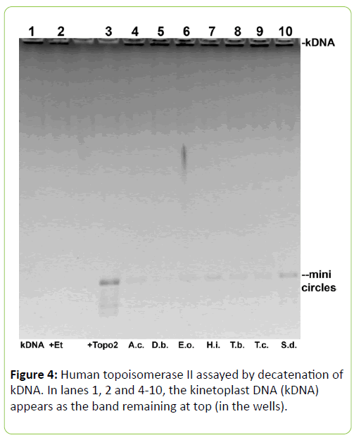 Molecular-Enzymology-Human-topoisomerase