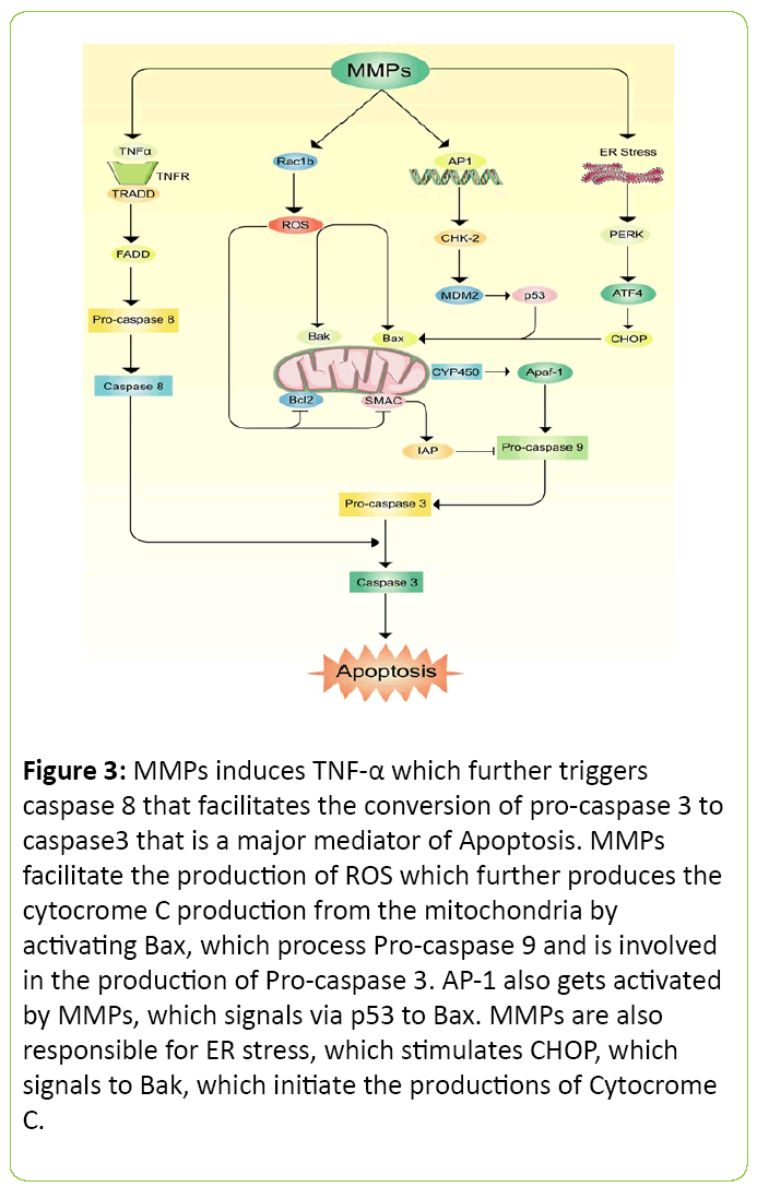 Molecular-Enzymology-MMPs-induces-TNF-a-which-further-triggers