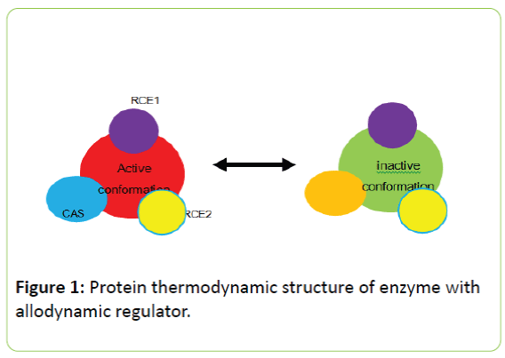Molecular-Enzymology-Protein-thermodynamic