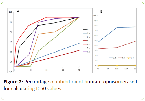 Molecular-Enzymology-human-topoisomerase