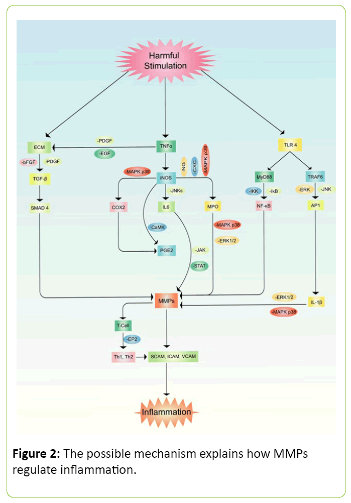 Molecular-Enzymology-possible-mechanism-explains-how-MMPs-regulate-inflammation