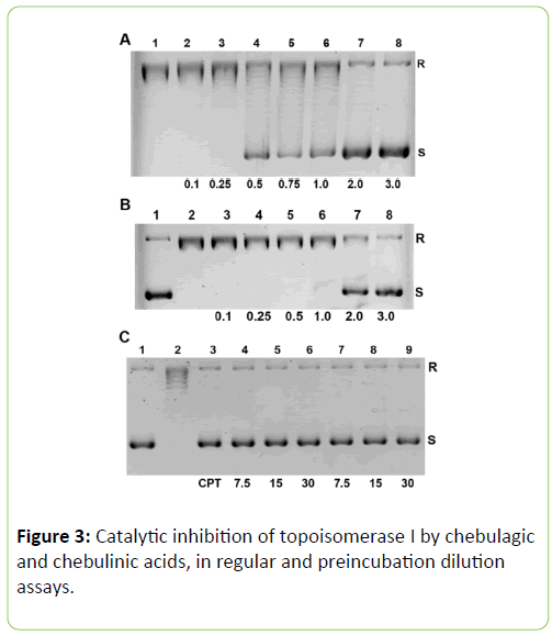 Molecular-Enzymology-preincubation-dilution