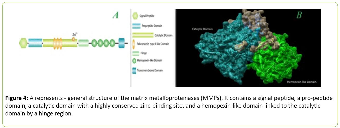 Molecular-Enzymology-represents-general-structure-matrix-metalloproteinases