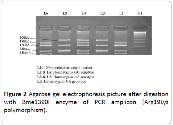 Neurology-Neuroscien-Agarose-gel