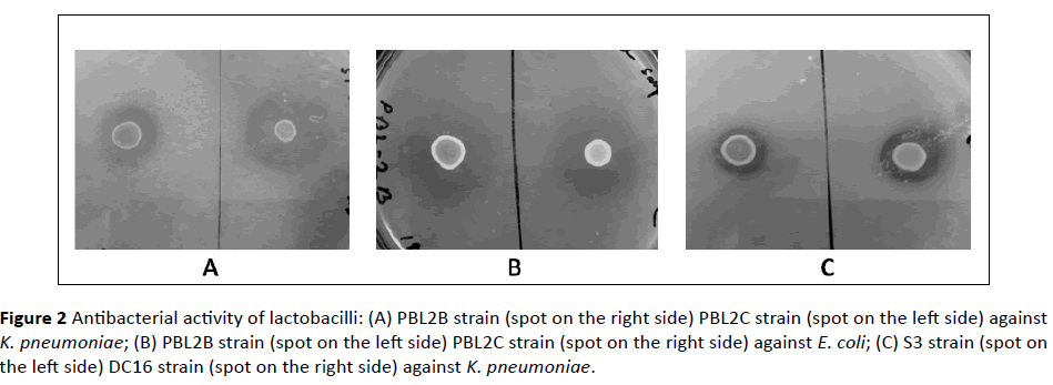 Antibacterial-activity-lactobacilli