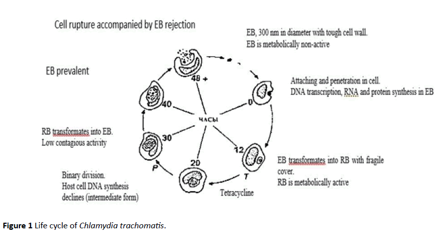 Translational-Biomedicine-Chlamydia-trachomatis