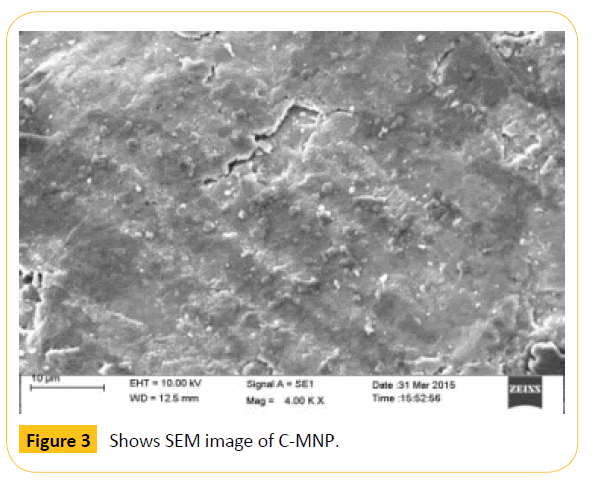 Translational-Biomedicine-SEM-image