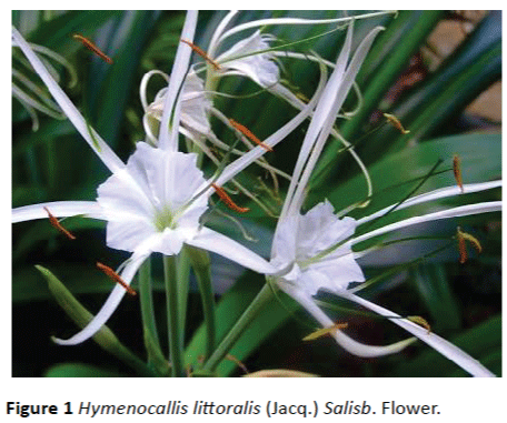 Translational-Biomedicine-Salisb-Flower