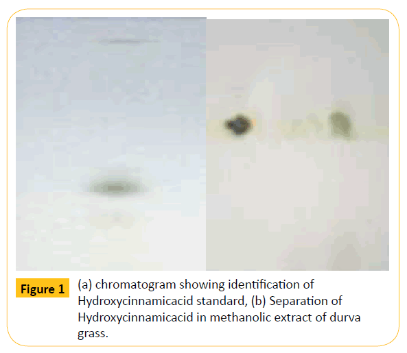 Translational-Biomedicine-chromatogram