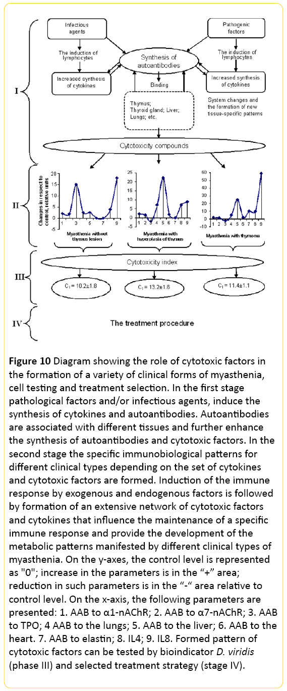 Translational-Biomedicine-cytotoxic-formation-clinical-myasthenia