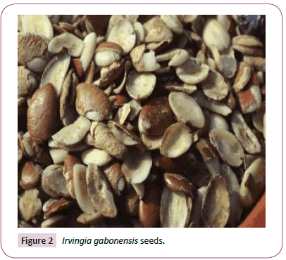 Translational-Biomedicine-gabonensis-seeds