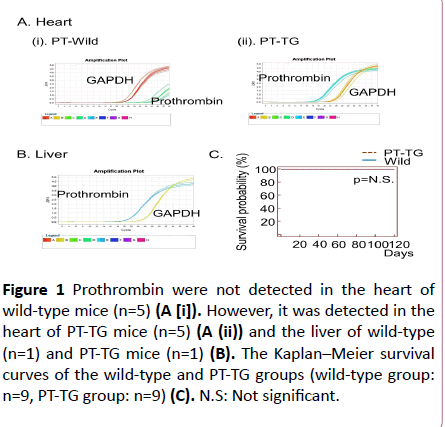 Translational-Biomedicine-heart-wild-type-mice