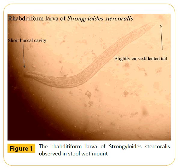 Translational-Biomedicine-rhabditiform