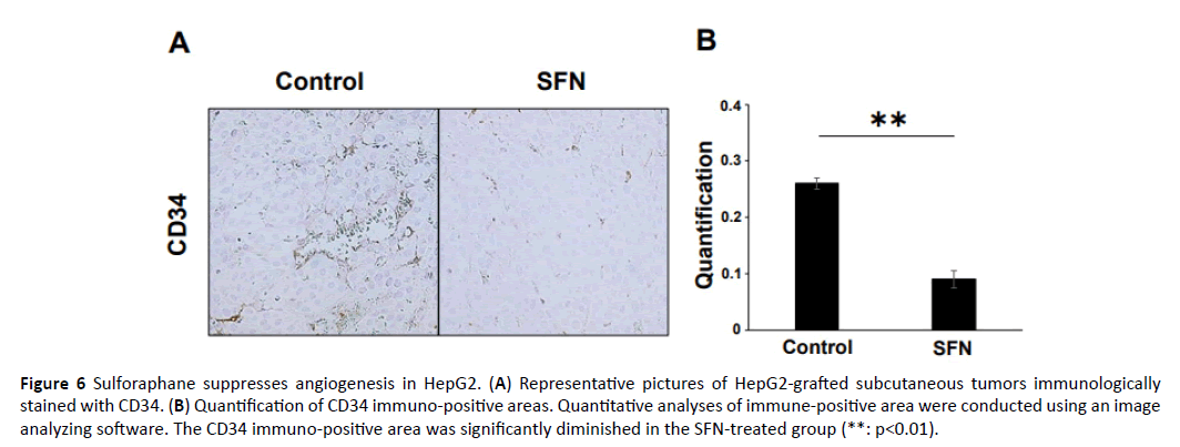 acanceresearch-angiogenesis