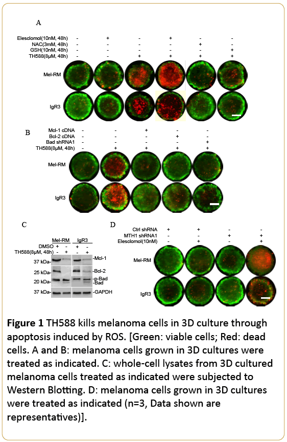 acanceresearch-melanoma-cells-3D-culture