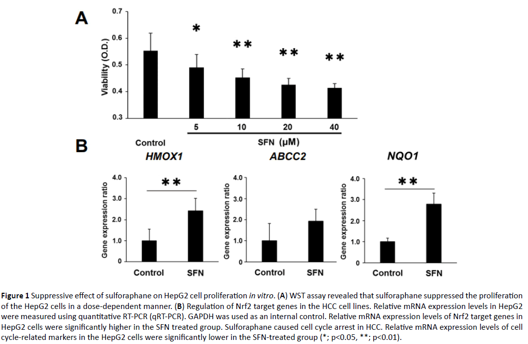 acanceresearch-sulforaphane