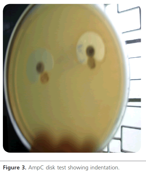 acmicrob-AmpC-disk