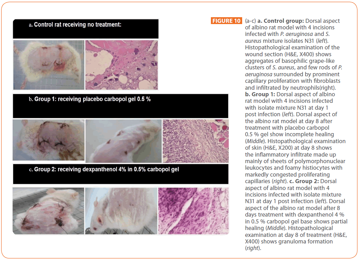 acmicrob-Dorsal-aspect