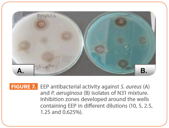 acmicrob-EEP-antibacterial