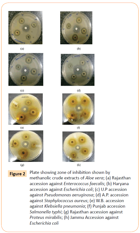 acmicrob-Plate-showing