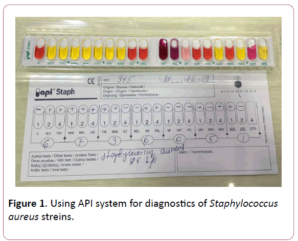 acmicrob-aureus-streins