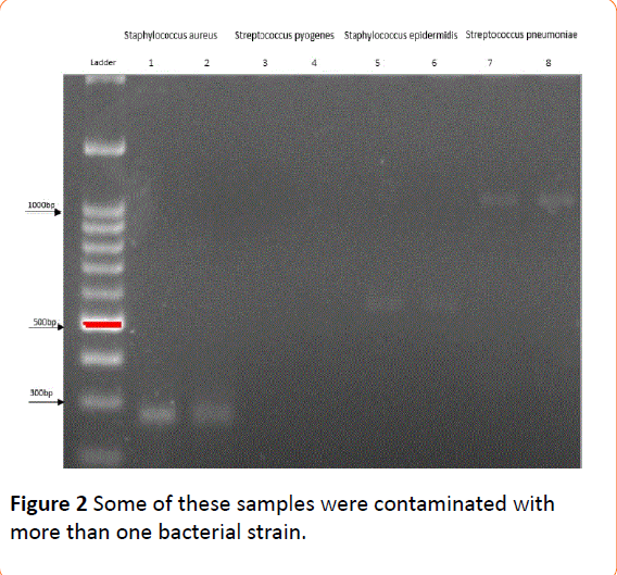 acmicrob-bacterial-strain