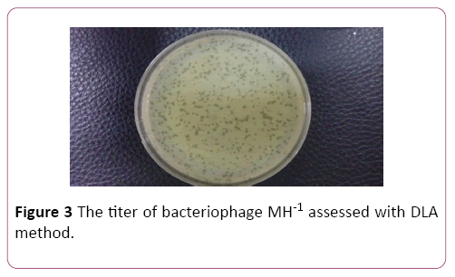 acmicrob-bacteriophage
