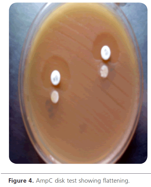 acmicrob-disk-test