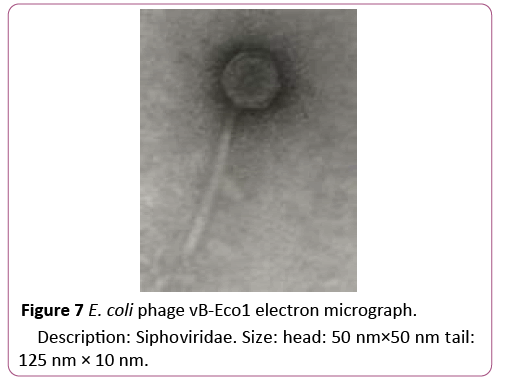 acmicrob-electron