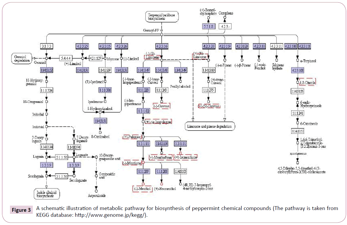 acmicrob-metabolic-pathway