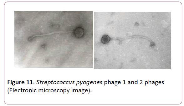 acmicrob-microscopy-image