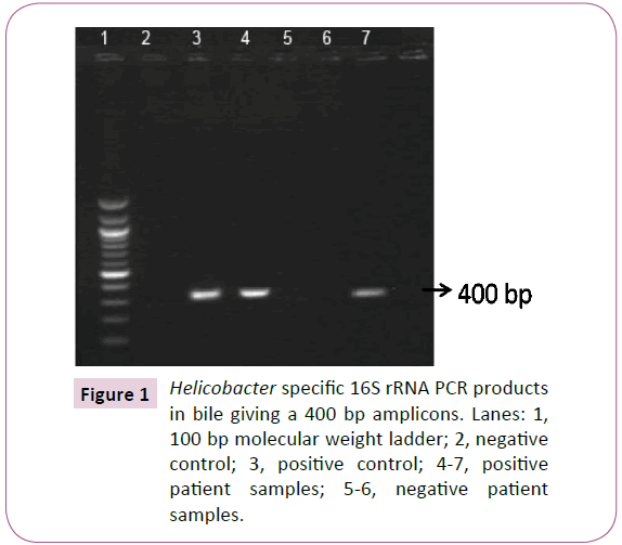 acmicrob-molecular-weight