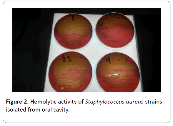 acmicrob-oral-cavity