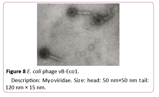 acmicrob-phage