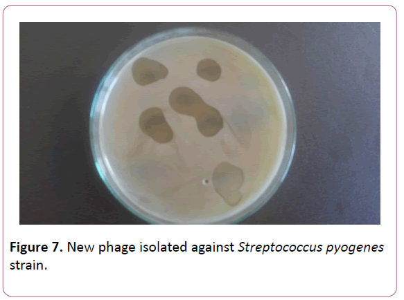 acmicrob-pyogenes-strain