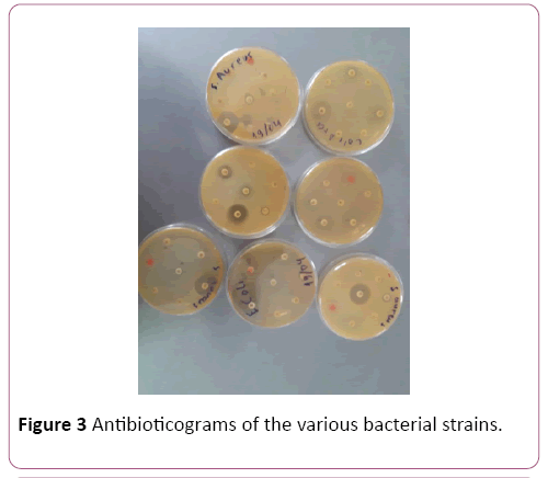 acmicrob-various