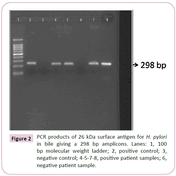 acmicrob-weight-ladder