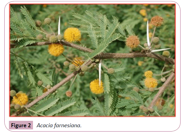 annals-clinical-laboratory-Acacia-farnesiana