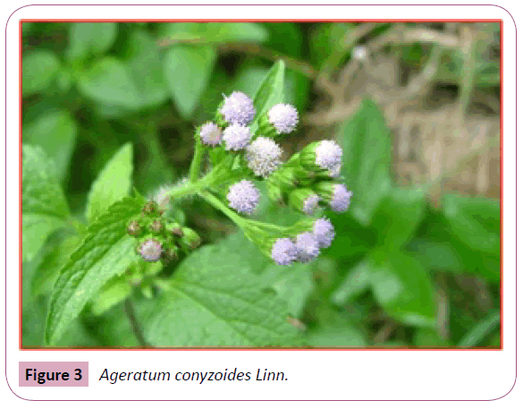 annals-clinical-laboratory-Ageratum-conyzoides