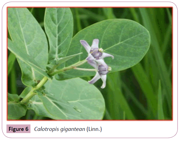 annals-clinical-laboratory-Calotropis-gigantean