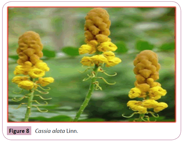 annals-clinical-laboratory-Cassia-alata