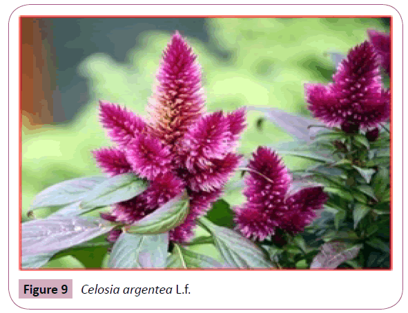 annals-clinical-laboratory-Celosia-argentea