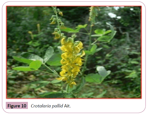 annals-clinical-laboratory-Crotalaria-pallid