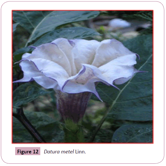 annals-clinical-laboratory-Datura-metel