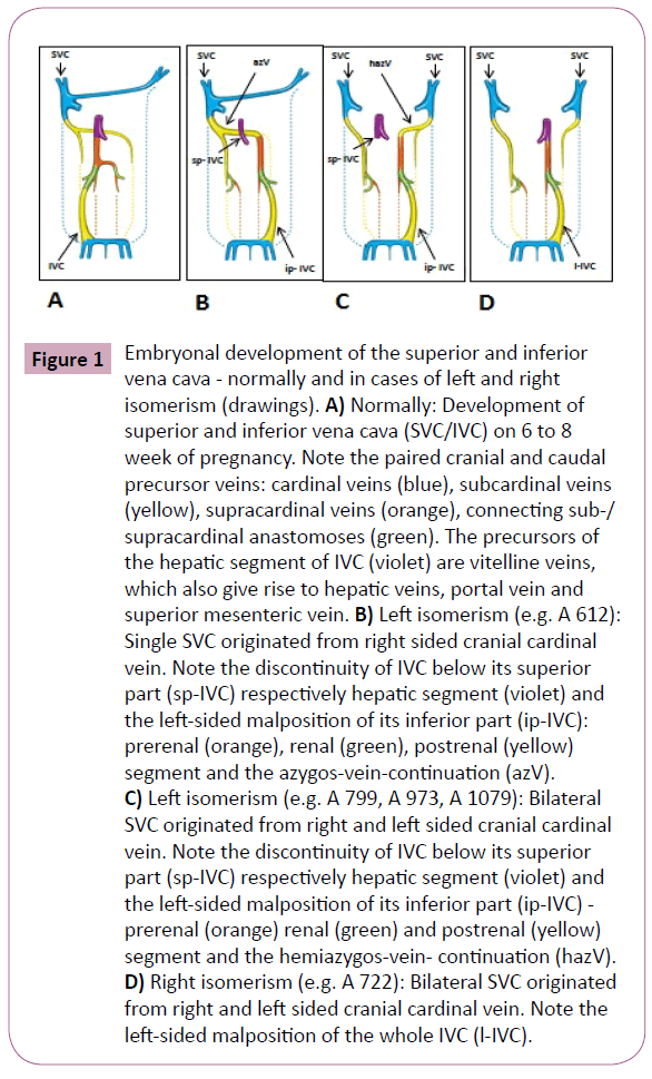 annals-clinical-laboratory-Embryonal-development