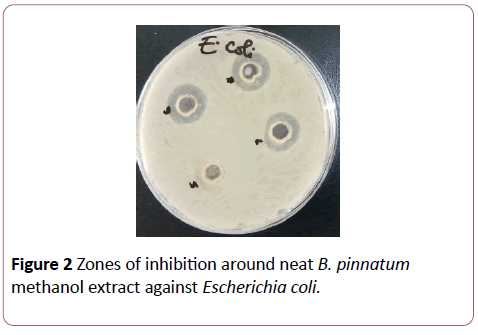 annals-clinical-laboratory-Escherichia-coli