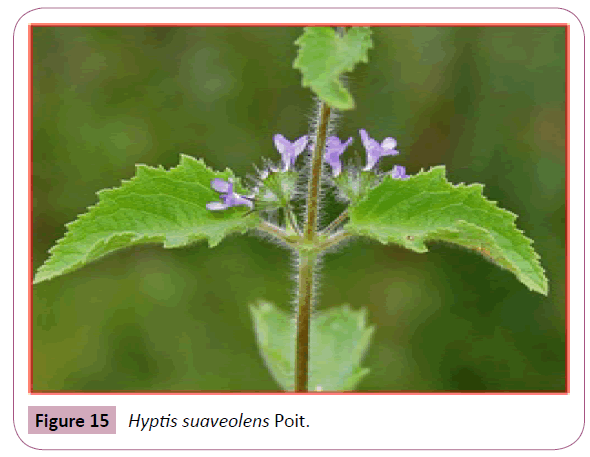 annals-clinical-laboratory-Hyptis-suaveolens